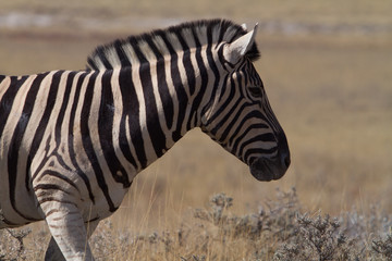 Zebras in Etosha