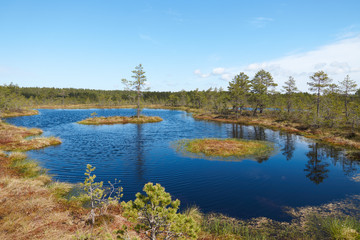 View of a lake in the middle of the Viru Raba bog in Estonia with two small floating quagmires with a pine growing on one