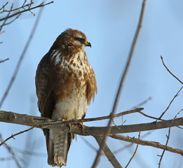 Common Buzzard, Buteo buteo