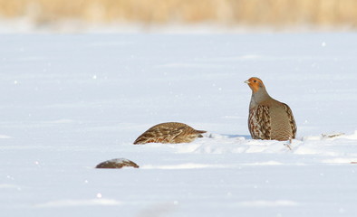 Gray partridge on snow, Perdix perdix