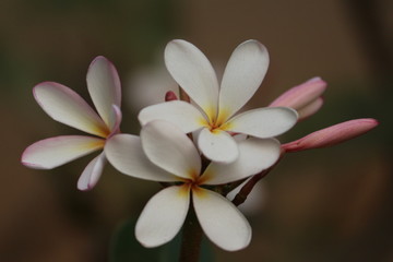 Flower oleander  blossoming with opening  petals in the evening
