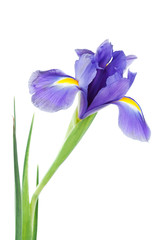 Iris flower isolated on white, beautiful spring plant.