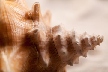 Close up of seashells on sand. 