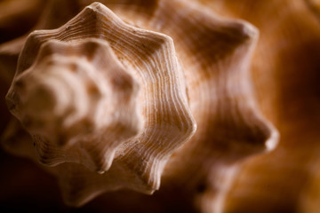 Close up of seashells on sand. 