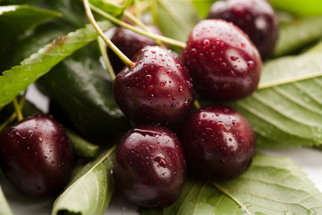 Natural fresh cherries with water drops
