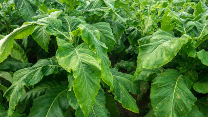 close up green tobacco leaf.