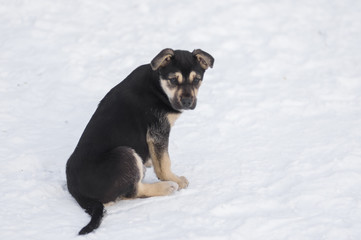 Cute stray black puppy sitting on a snow