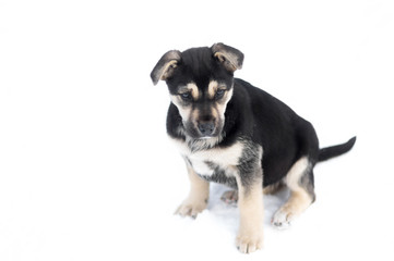Cute stray puppy sitting on a white background