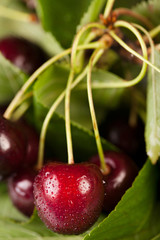 Natural fresh cherries with water drops