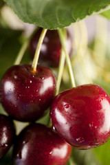 Natural fresh cherries with water drops