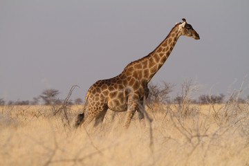 giraffe in the savannah