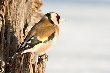 European Goldfinch , Carduelis carduelis, sitting on a branch. Snow in the background. Europe, country Slovakia.
