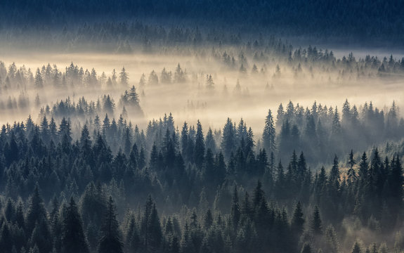 coniferous forest in foggy mountains © Pellinni