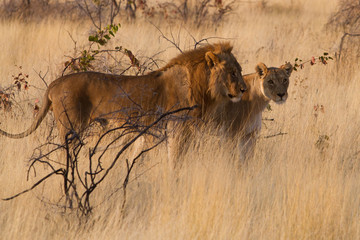 Two lions waking-up