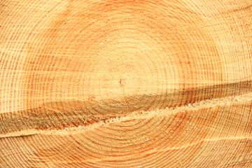 Naklejka premium Pine tree cut texture