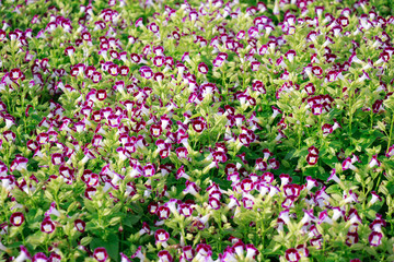 Beautiful colorful winter Flowers