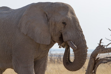 elephant eating close-up