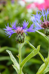 Mountain Bluet flower, cyanus montanus