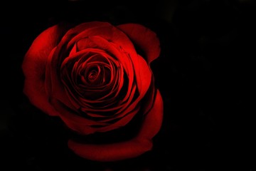 Obraz premium red rose on a black background