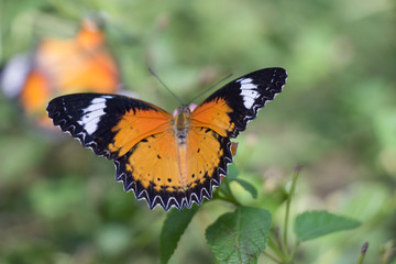Colorful butterflies