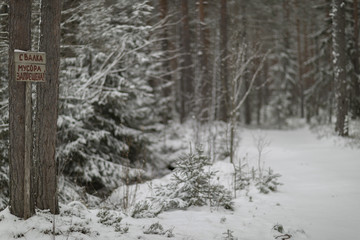 Fototapeta premium winter forest