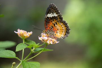 Obraz premium Colorful butterflies