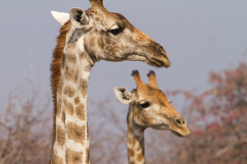 two giraffes