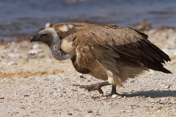 Fototapeta premium Vulture taking of
