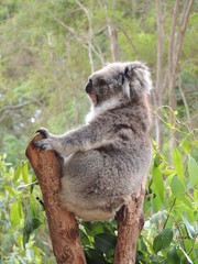 koala (Phascolarctos cinereus)