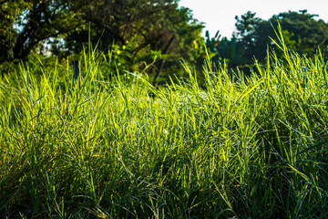 Grassfield in beautiful sunshine