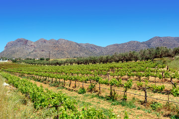 Fototapeta na wymiar Vineyard and olive trees spread over the foothills of the mountains in Crete, Greece.