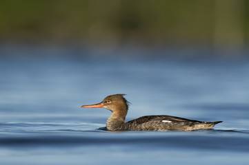 Swimming female Red-breasted Merganser