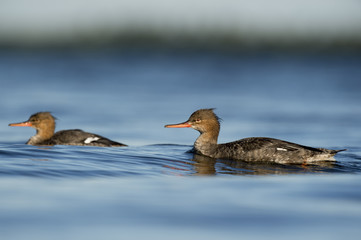Red-breasted Merganser Pair