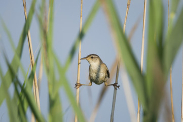 Marsh Wren Split