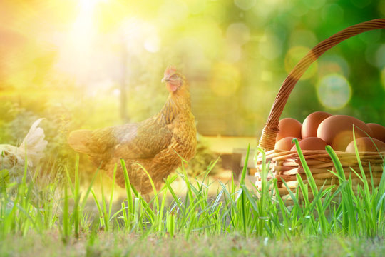 Freshly picked eggs in basket on the field with chickens
