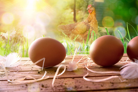 Freshly picked eggs on wooden table and field with chickens