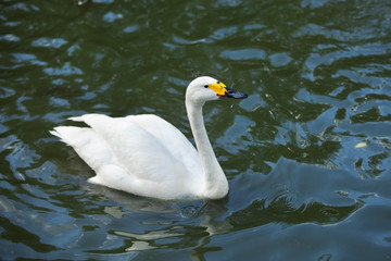 Obraz premium beautiful white swan floating