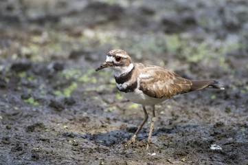 Killdeer Portrait