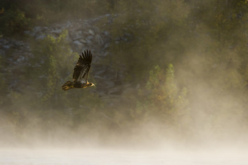 Bald Eagle Flying in Fog