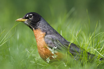 American Robin in the Grass