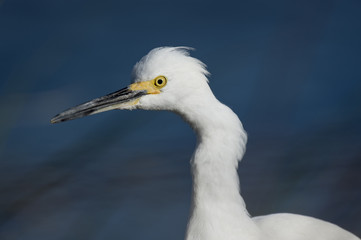 Close Up Snowy Egret Portrait