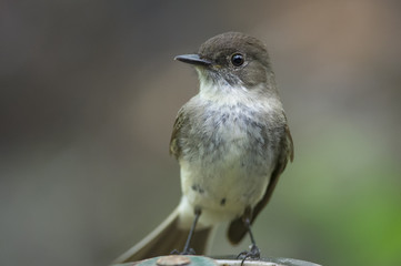 Eastern Phoebe Closeup