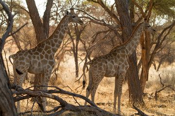 two baby girafes