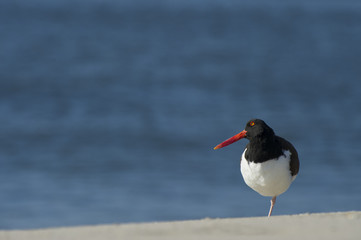 American Oystercatcher Standing on One Leg.