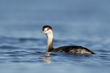 Swimming Horned Grebe