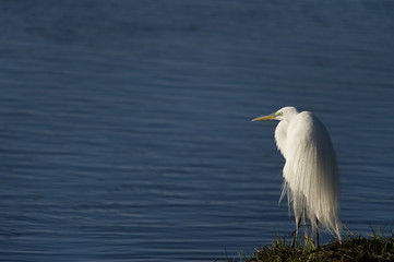 Great Egret Looking Out