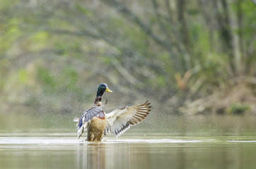 Mallard Drying Off Wings