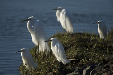 Group of Egrets on Shoreline