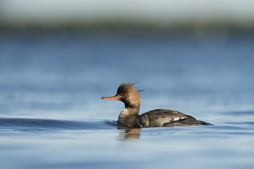 Juvenile Male Red-breasted Merganser 2