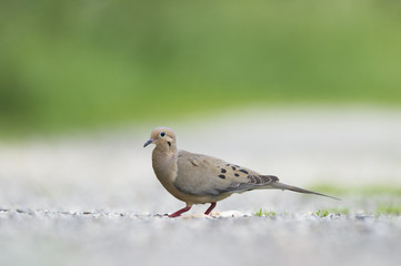 Mourning Dove Walking